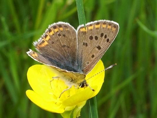 Lycaena tityrus ?